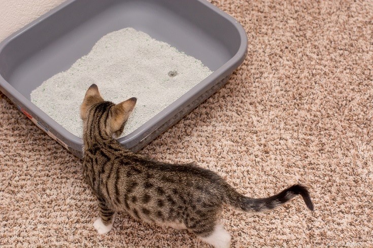 Kat die buiten de kattenbak plast? 11 redenen en hoe u het kunt stoppen