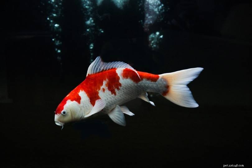 16 tipi di pesci Koi:varietà, colori e classificazioni (con immagini)