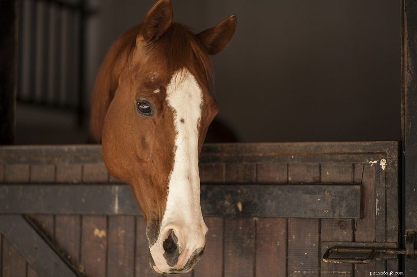 Temperatura corporea normale, segni vitali e indicatori di salute del cavallo