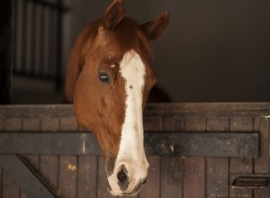 Normální tělesná teplota koně, vitální funkce a zdravotní ukazatele