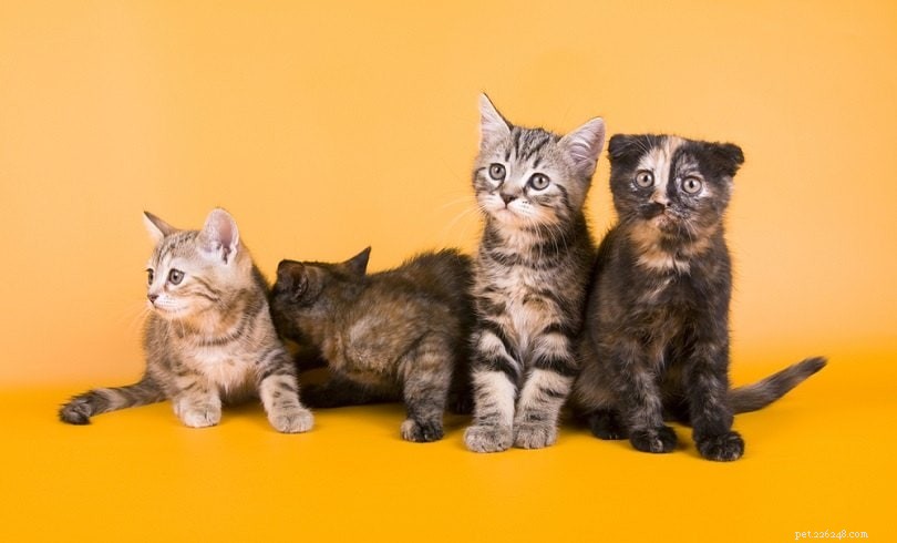 15 races de chats de créateurs :un aperçu (avec photos)