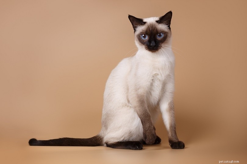 12 meilleures races de chat pour les nouveaux propriétaires de chat (avec photos)