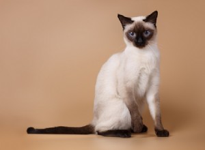 고양이를 처음 키운 사람을 위한 12가지 최고의 고양이 품종(사진 포함)