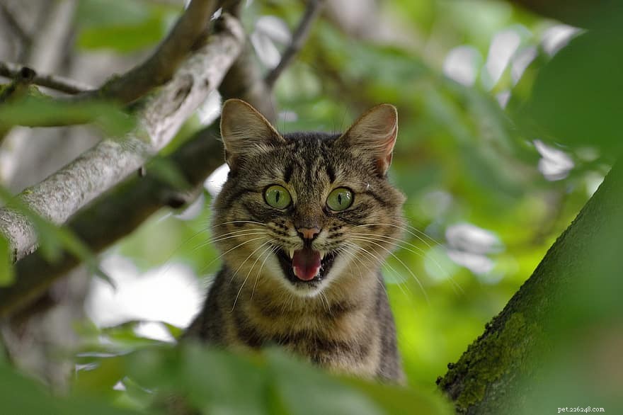 Top 11 meest agressieve kattenrassen (met afbeeldingen)