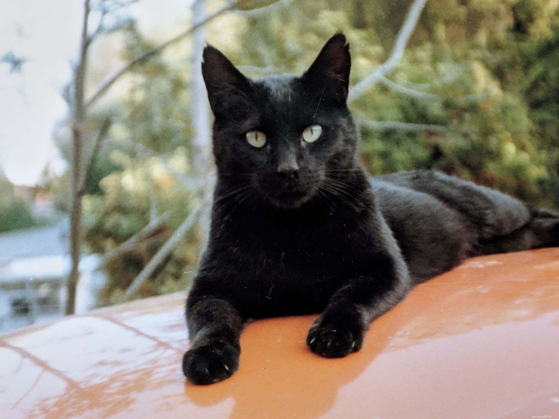 21 plemen černých koček s krásnou černou srstí