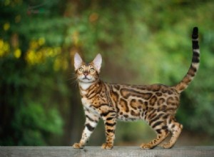 26 nejzdravějších kočičích plemen – tyto kočky jen zřídka onemocní (s obrázky)