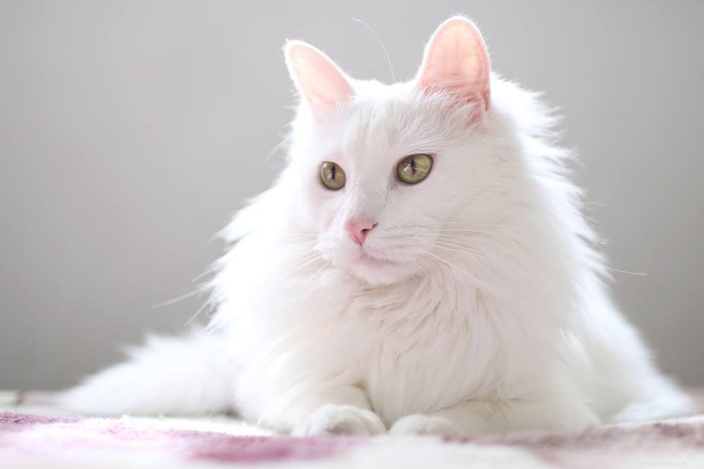 22 races de chats blancs avec de magnifiques pelage