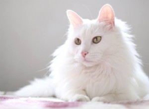 ゴージャスなコートと22の白猫の品種 