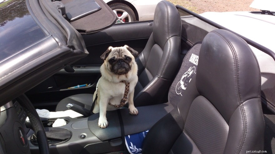 車の座席から犬のおしっこの匂いを取り除く方法 