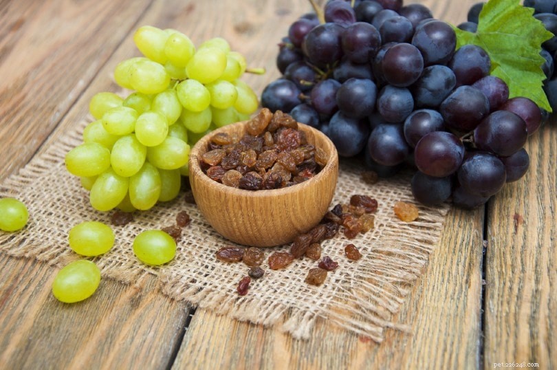 Por que passas e uvas são tóxicas para cães (resposta veterinária)