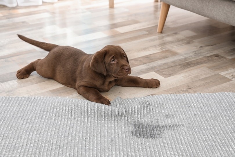 Hoe krijg je hondenpisgeur uit tapijt zonder azijn? (5 methoden)