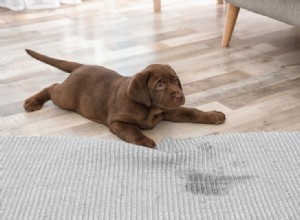 酢なしでカーペットから犬のおしっこの匂いを取り除く方法は？ （5つの方法） 