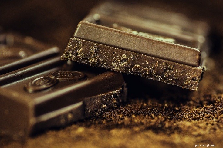 Varför choklad är giftigt för hundar (Veterinärens svar)