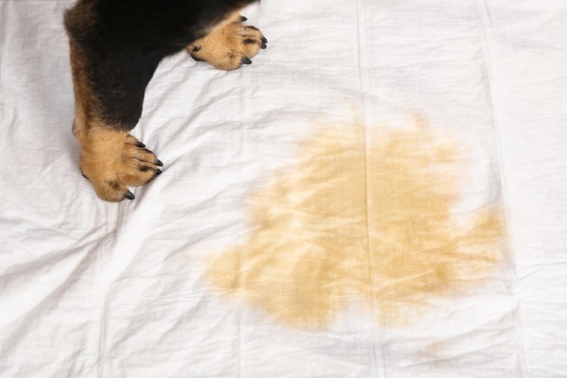 Hoe krijg je hondenpisgeur uit kleding en stoffen