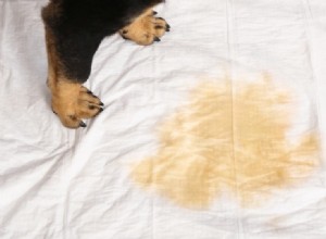 Как вывести запах собачьей мочи с одежды и тканей