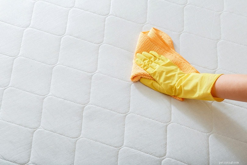 Come eliminare l odore di pipì del cane da un materasso (4 semplici passaggi)