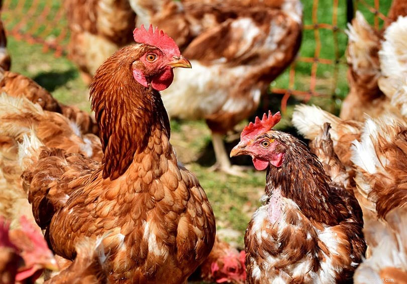Hur får kycklingar Salmonella? Vad du behöver veta!
