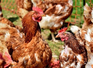 Jak kuřata získávají salmonelu? Co potřebujete vědět!