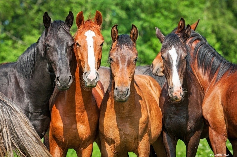10 estatísticas e dados da indústria de cavalos canadenses em 2022 