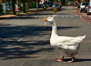 Embden Goose