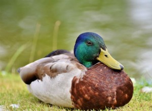 25 plemen kachen na Floridě (s obrázky)