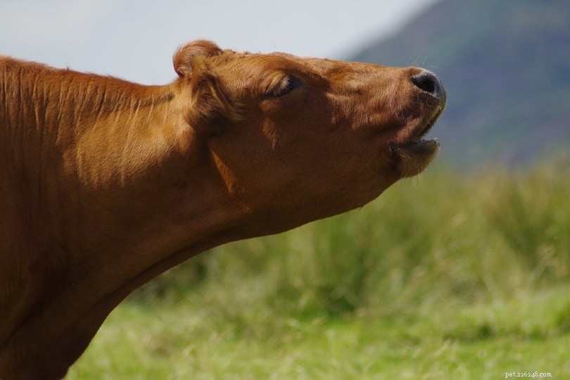 Pourquoi les vaches meuglent-elles ? 10 raisons de savoir