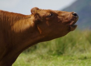 Proč krávy bučí? 10 důvodů, proč vědět