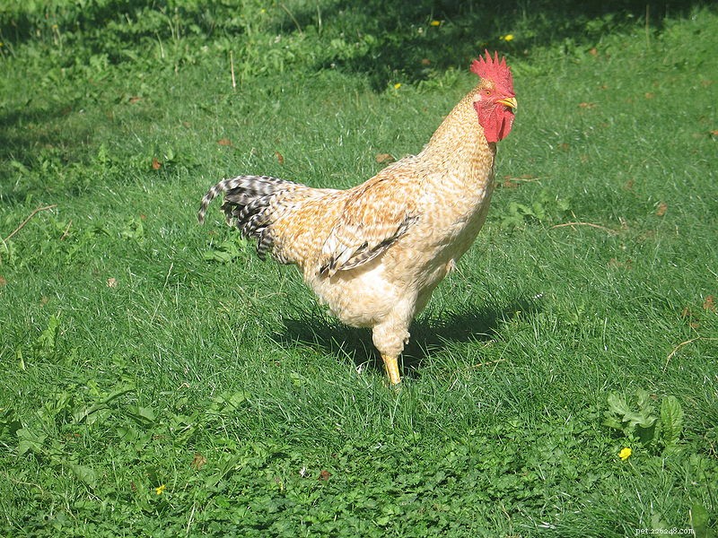 Baskické kuře