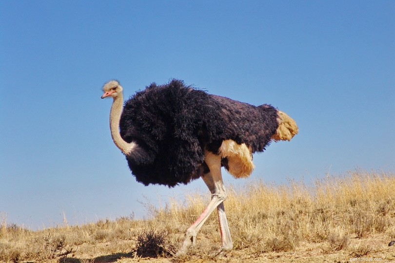 Avestruz Masai
