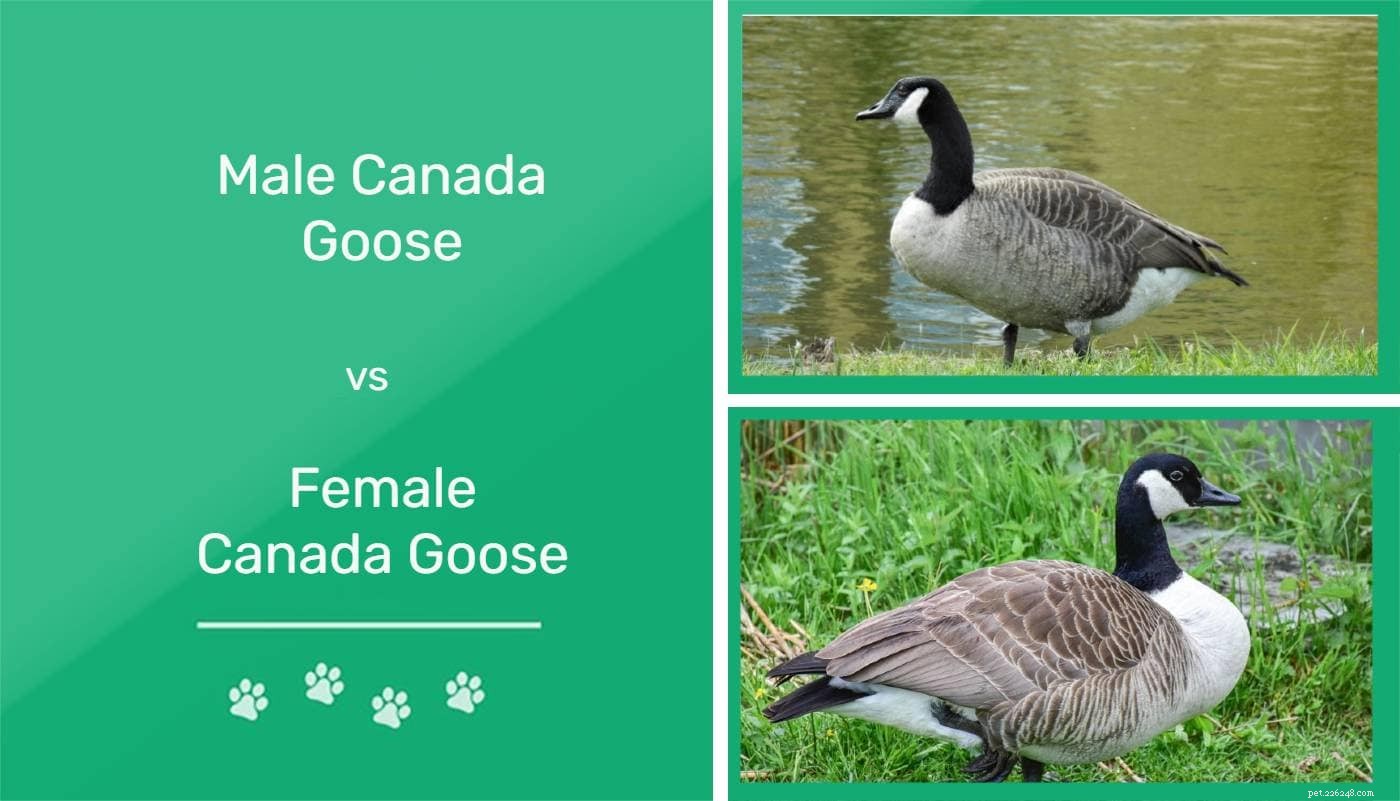 Muž vs. samice kanadské husy:Jaké jsou rozdíly? (s obrázky)