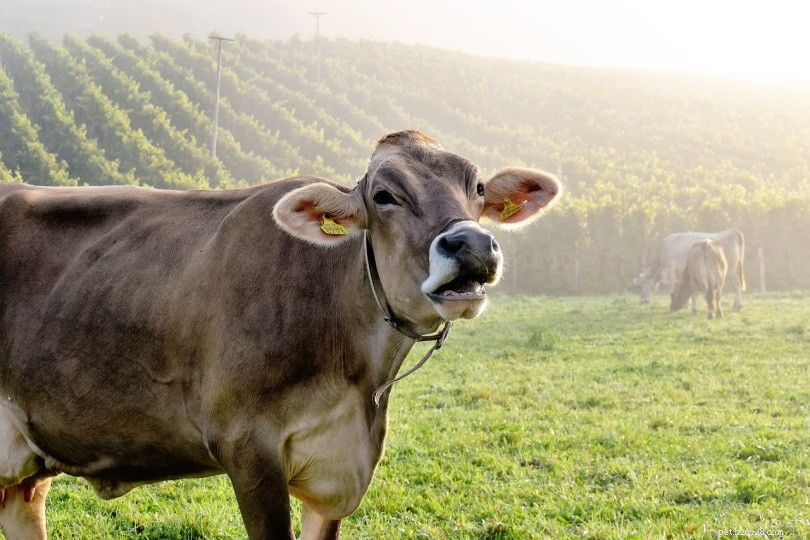 Potí se krávy? Mají potní žlázy?