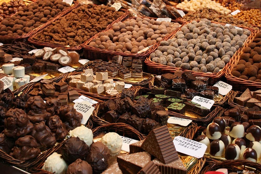 Kan igelkottar äta choklad? Vad du behöver veta!