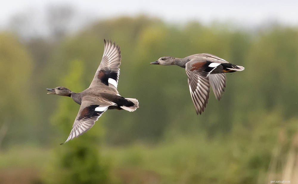 19 races de canards en Alabama (avec photos)