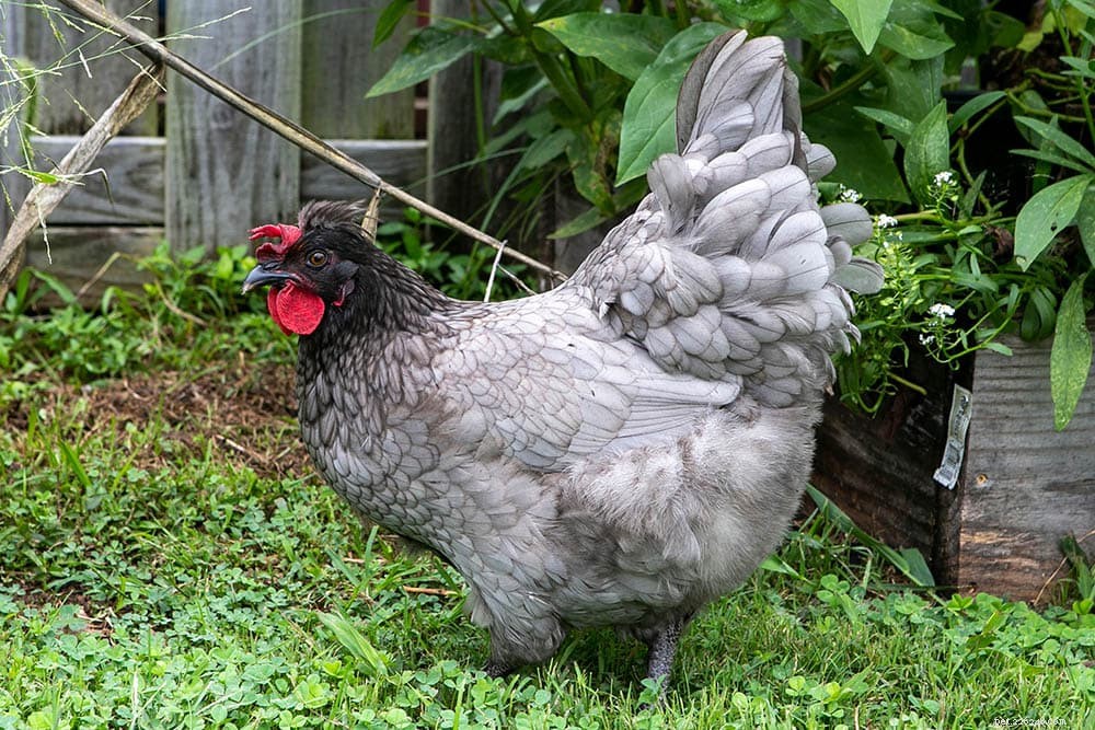 Kuře na olivovém vajíčku