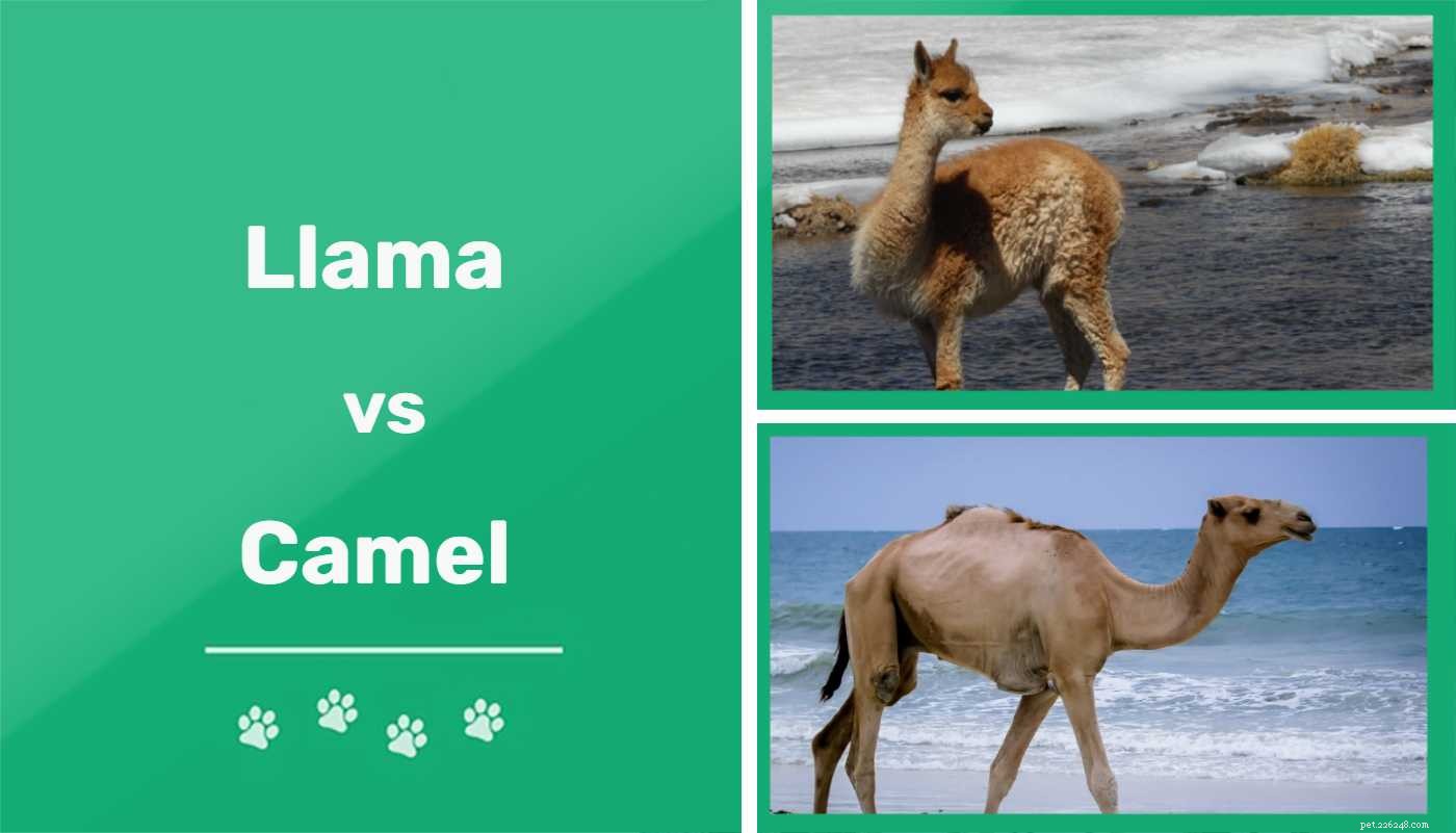 Lama contro cammello:qual è la differenza?