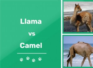 Llama versus Camel:Jaký je rozdíl?