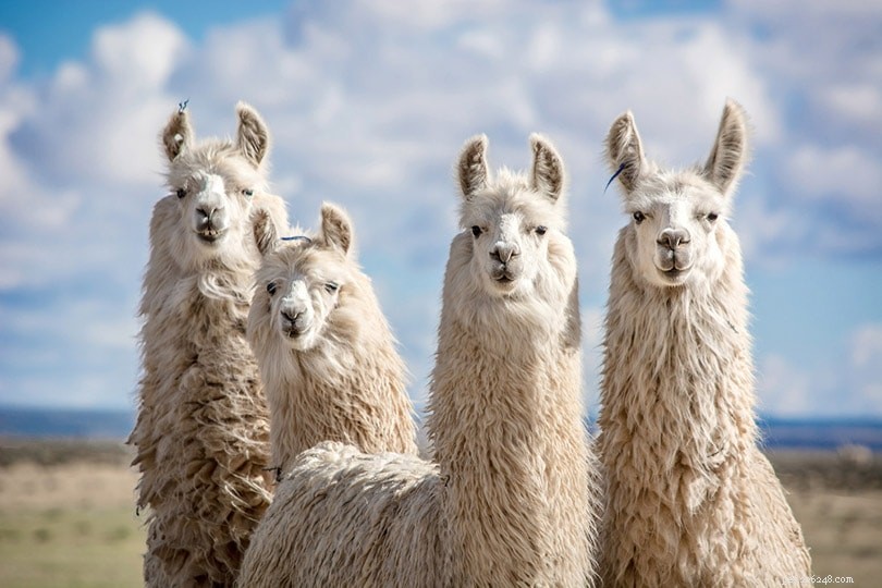 D où viennent les lamas ? Où vivent-ils dans la nature ?