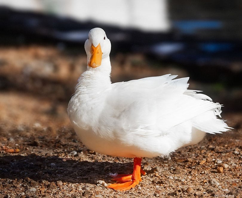 8 maiores raças de patos (com fotos)