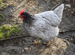 Sapphire Blue Plymouth Rock Chicken