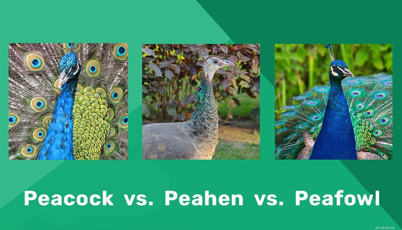 Peacock vs Peahen vs Peafowl:quali sono le differenze?