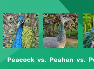 Páv vs. Peahen vs. Peafowl:Jaké jsou rozdíly?
