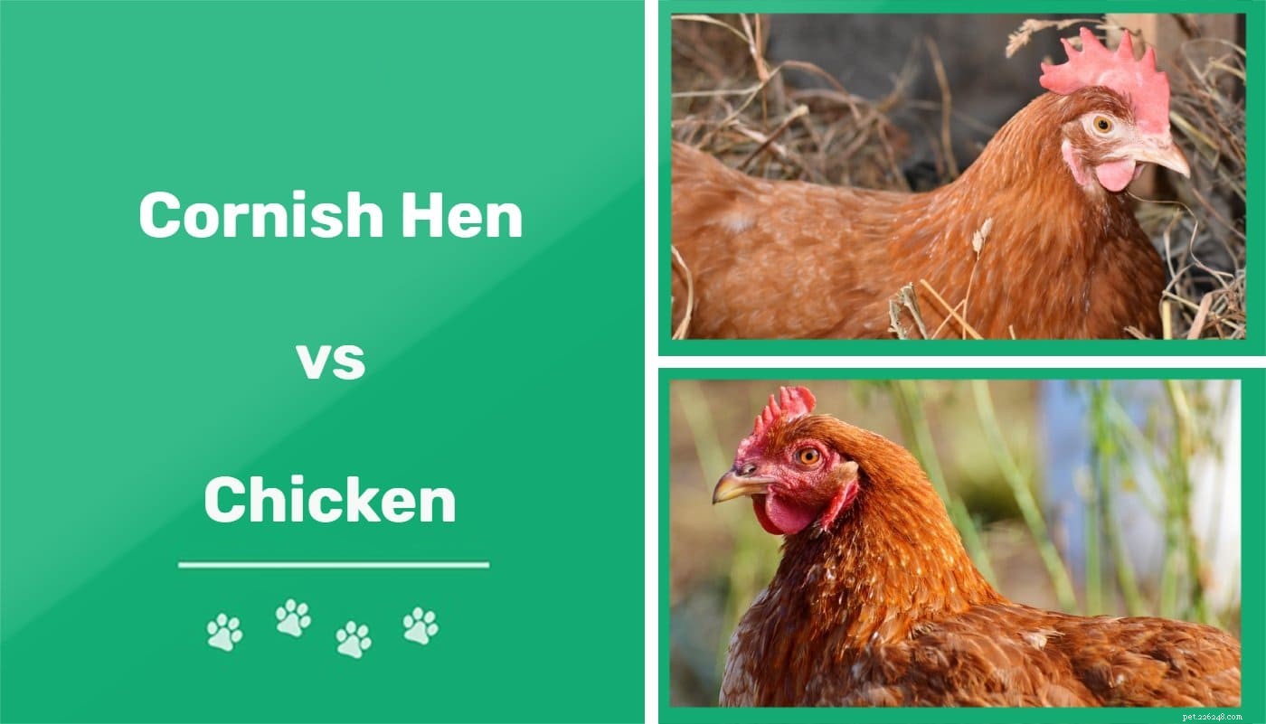 Cornish Hen vs. Chicken:wat is het verschil?