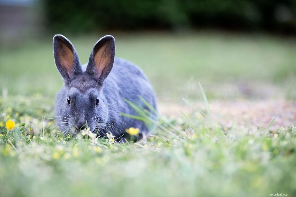 Kolik králíků v zájmovém chovu je ve Spojeném království? (Statistiky, které je třeba znát v roce 2022)