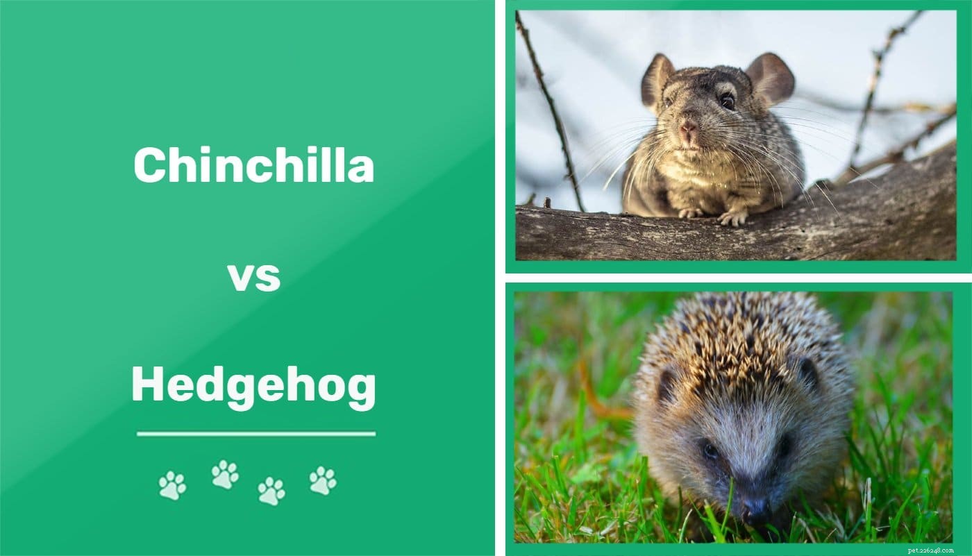 Chinchila x ouriço:qual animal de estimação é melhor para você?
