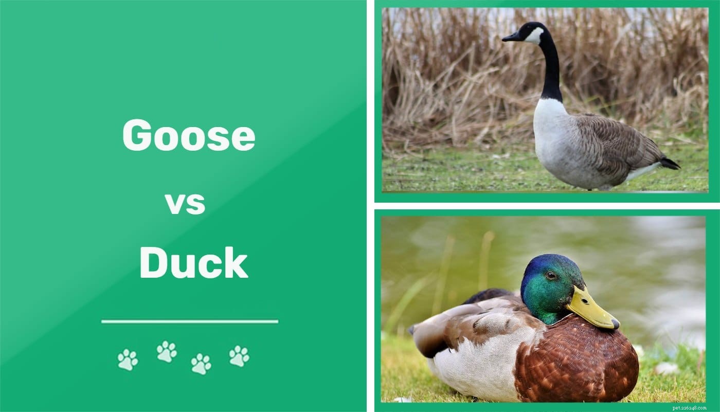 Goose vs. Duck:wat zijn de verschillen?