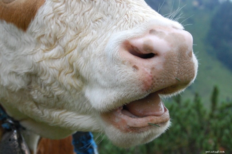 Mají krávy horní zuby? Co potřebujete vědět!