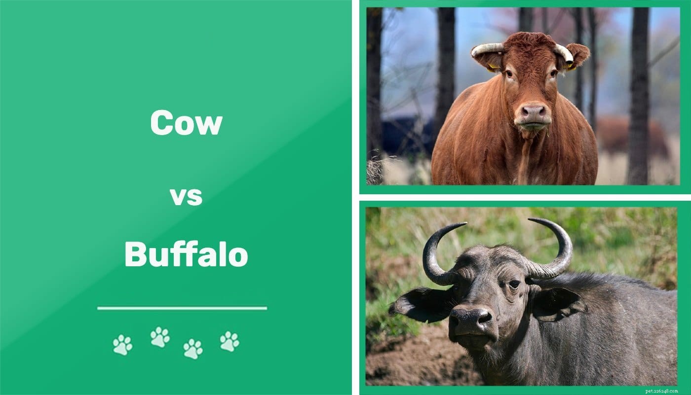 Kor vs bufflar:Vad är skillnaderna? (Med bilder)