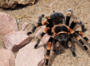 Tarantule na prodej:Seznam chovatelů 2022 a tipy v USA