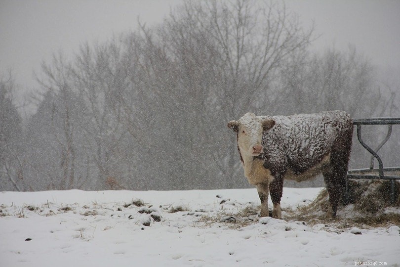 Hoe blijven koeien warm bij koud winterweer?