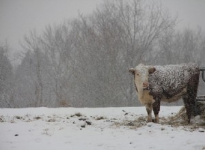 Jak se krávy udrží v teple v chladném zimním počasí?